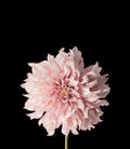 Dahlia