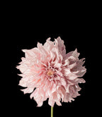 Dahlia