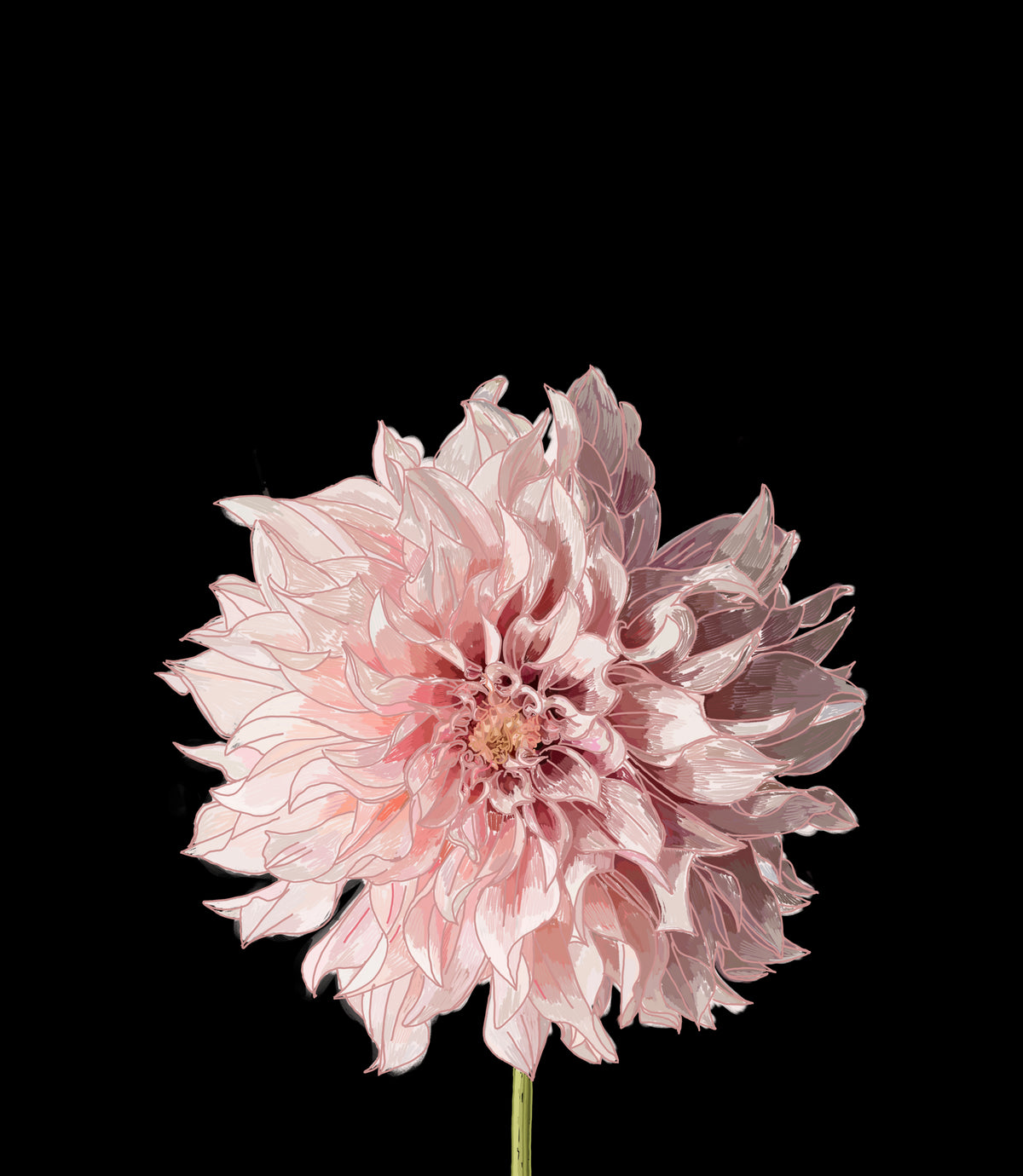 Dahlia